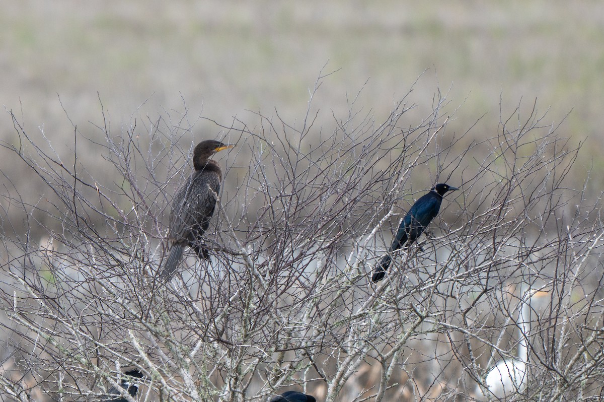 totoppskarv - ML646758256