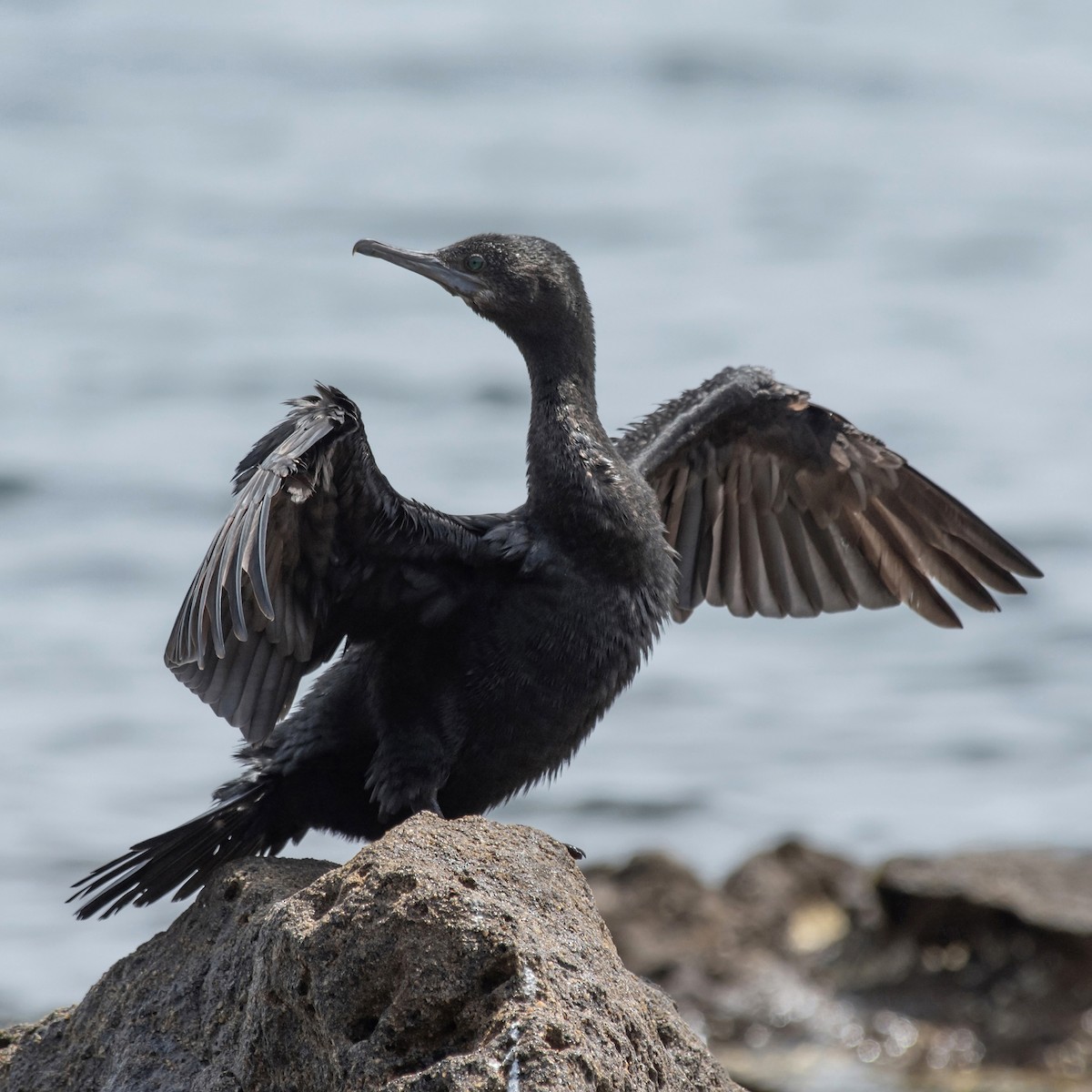 Cormorán Totinegro - ML646758259