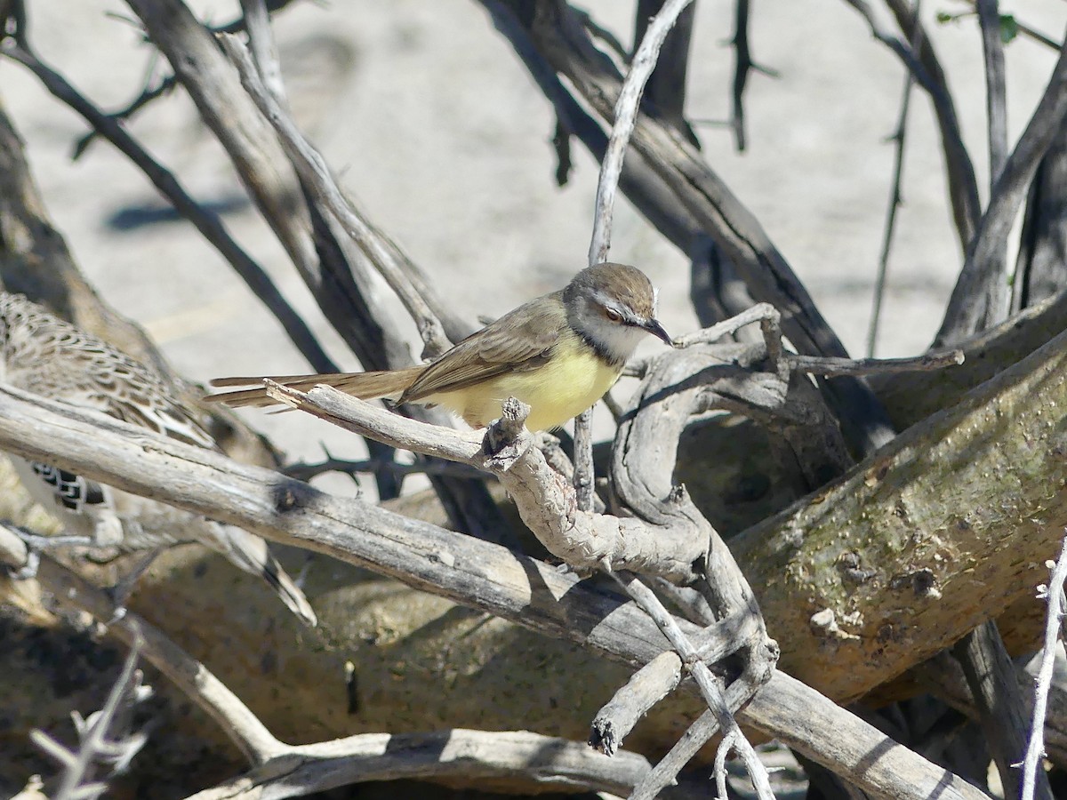 Kara Göğüslü Prinya - ML646758260