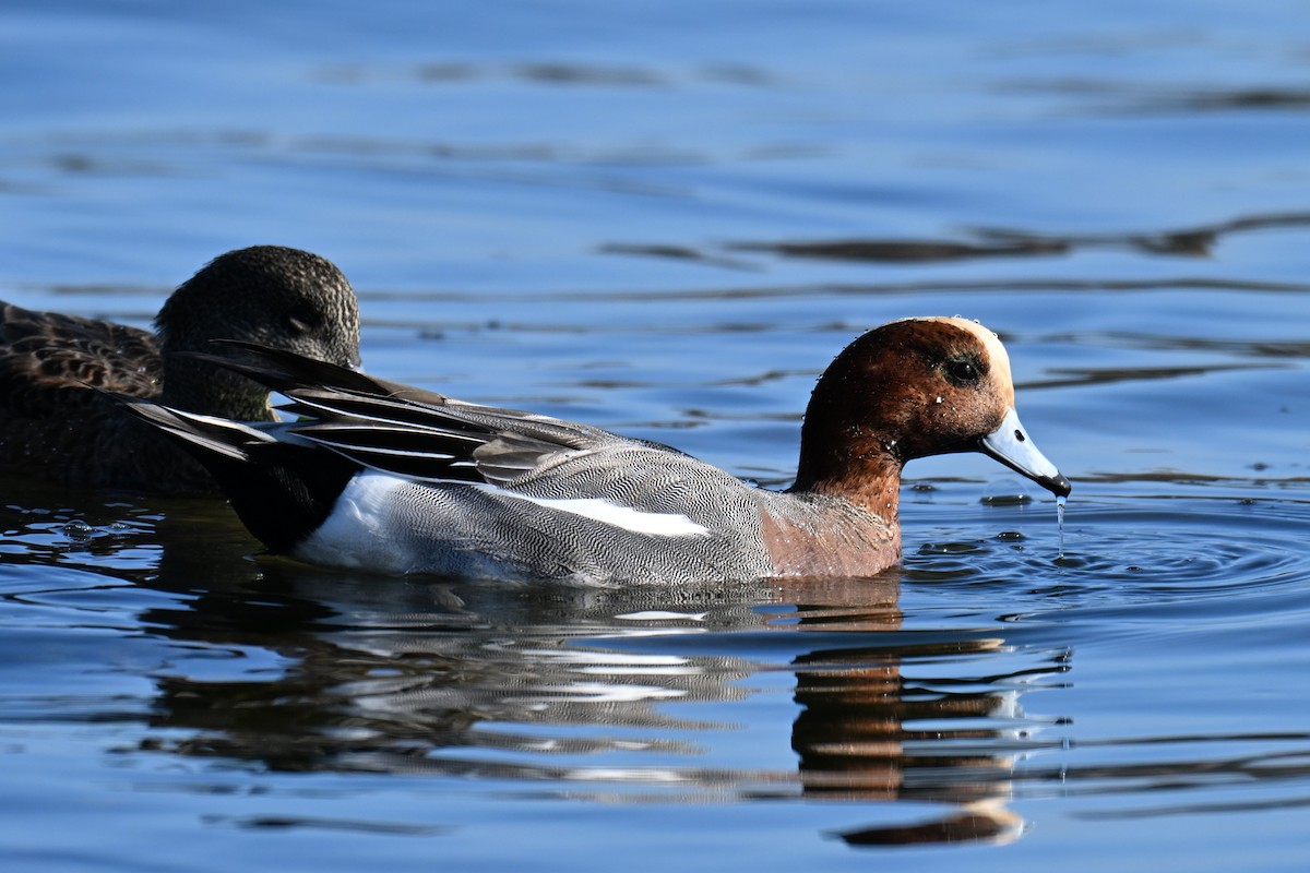 Eurasian Wigeon - ML646758263