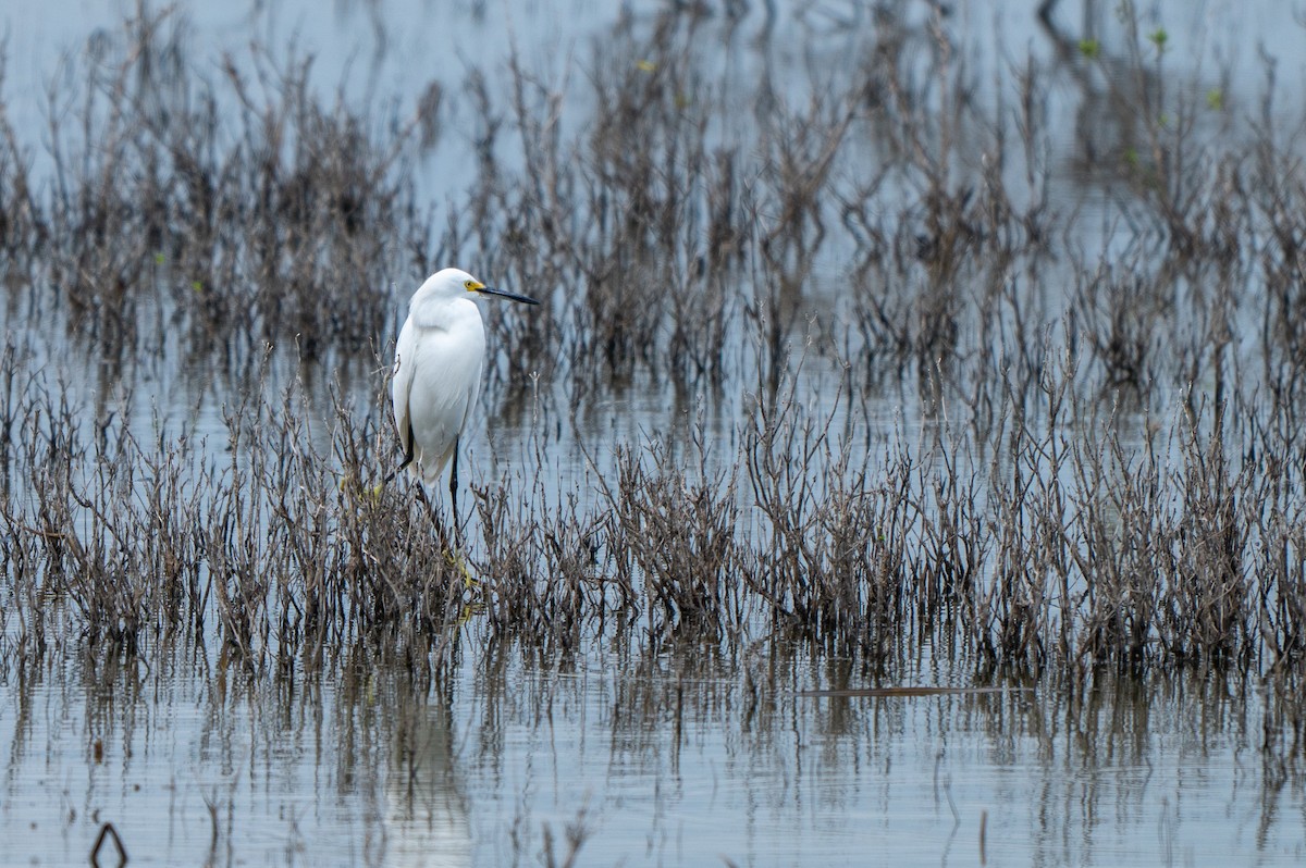 Snowy Egret - ML646758264