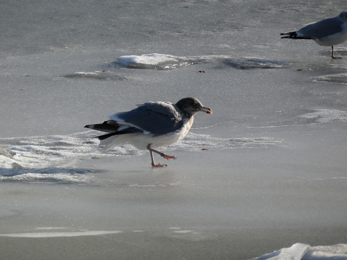 American Herring Gull - ML646758266