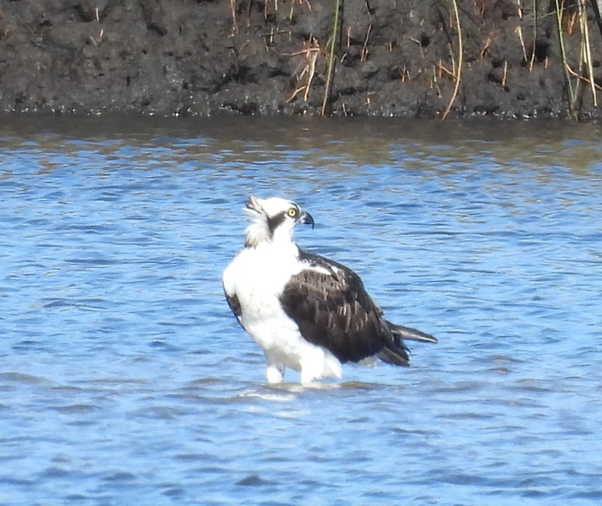 שלך - ML646758267