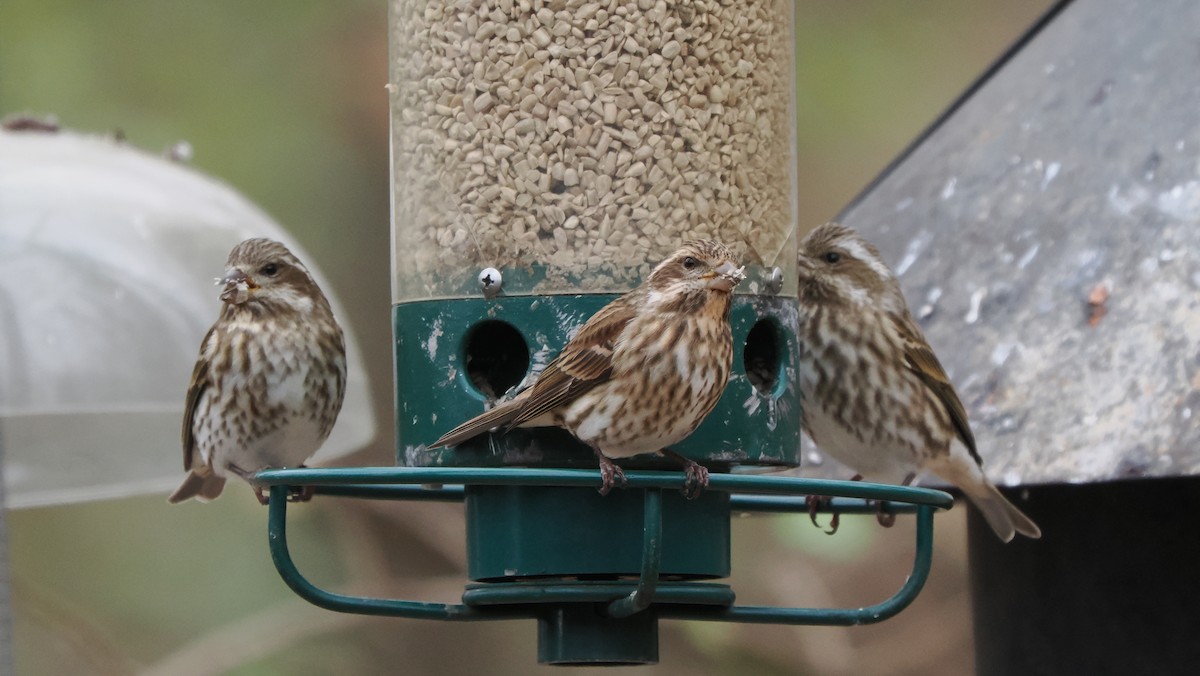 Amerika Çütresi - ML646758269