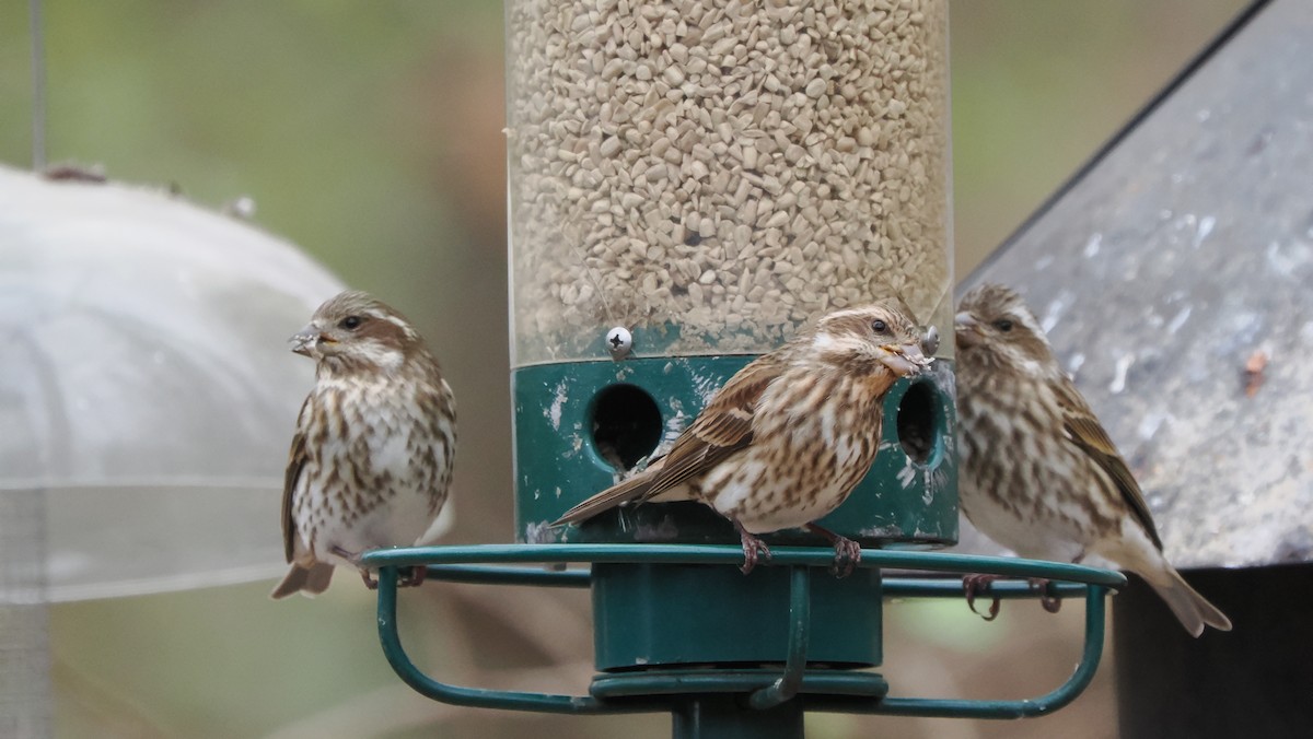 Amerika Çütresi - ML646758270