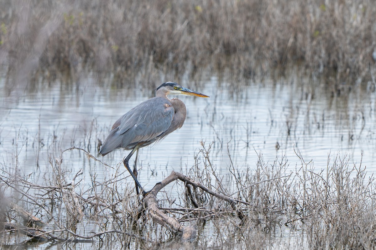 Great Blue Heron - ML646758271