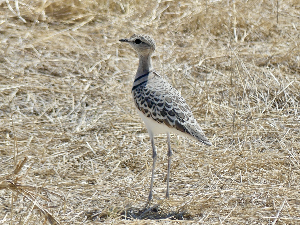 Küçük Çalıkoşarı - ML646758273