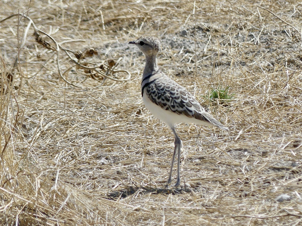 Küçük Çalıkoşarı - ML646758274