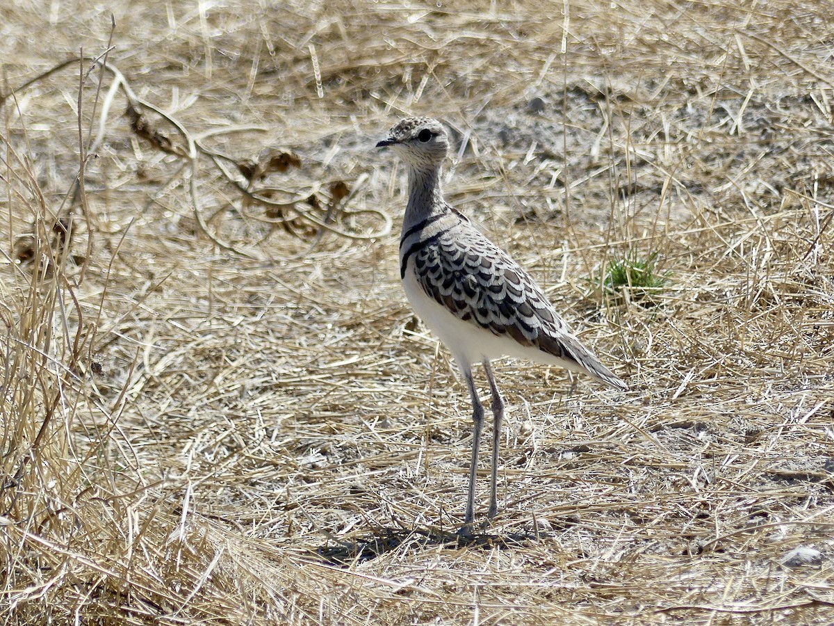 Küçük Çalıkoşarı - ML646758275