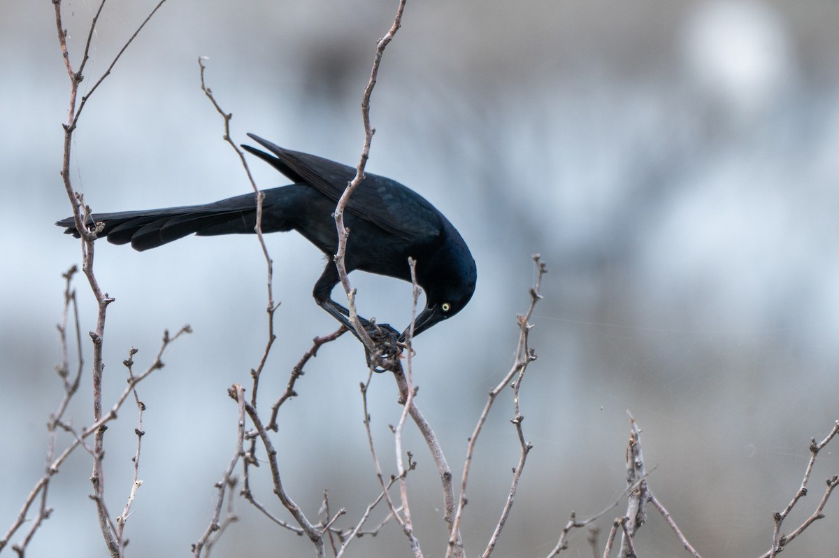 Great-tailed Grackle - ML646758276