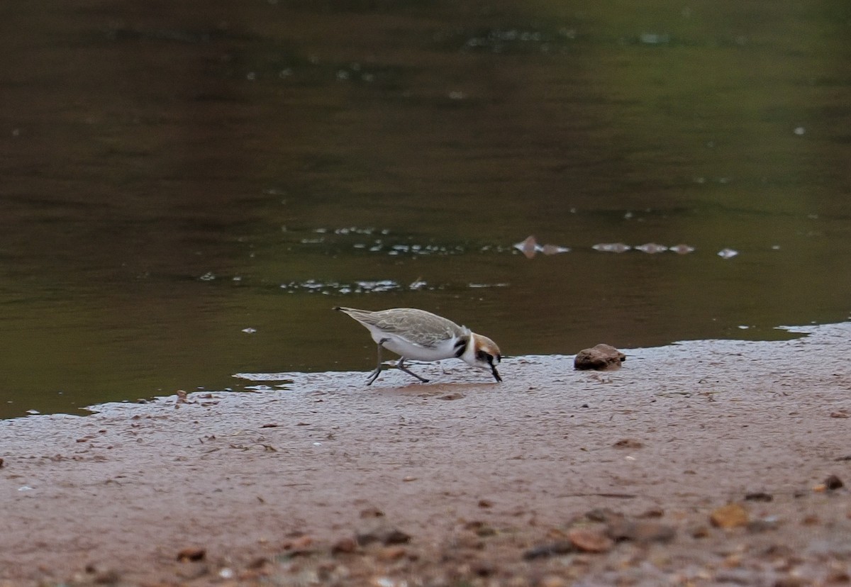 Пісочник морський - ML646758278