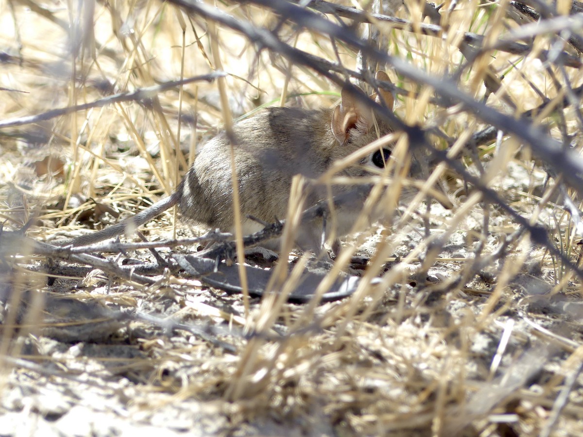 Acacia Rats - ML646758281