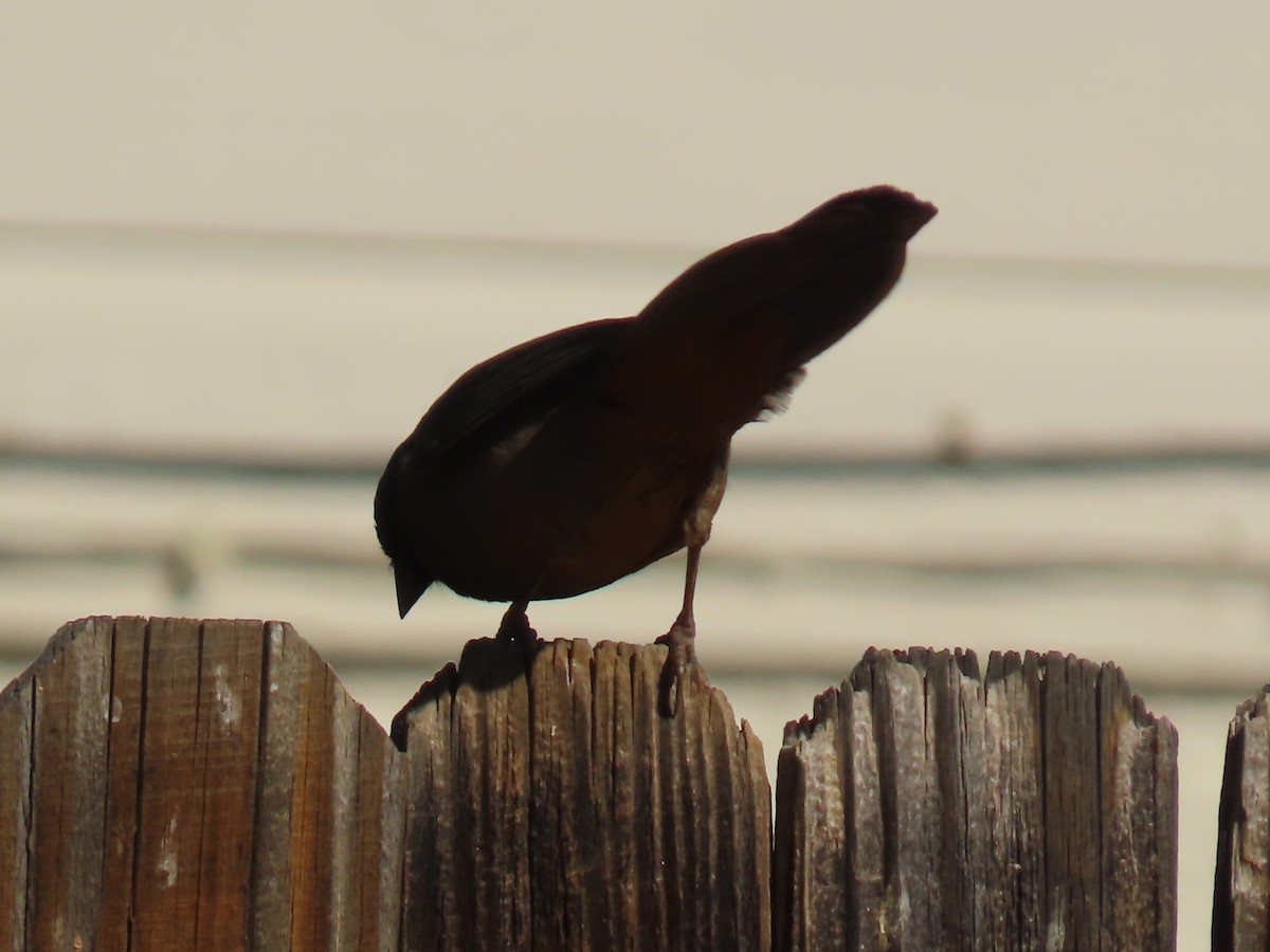 メグロトウヒチョウ - ML646758282