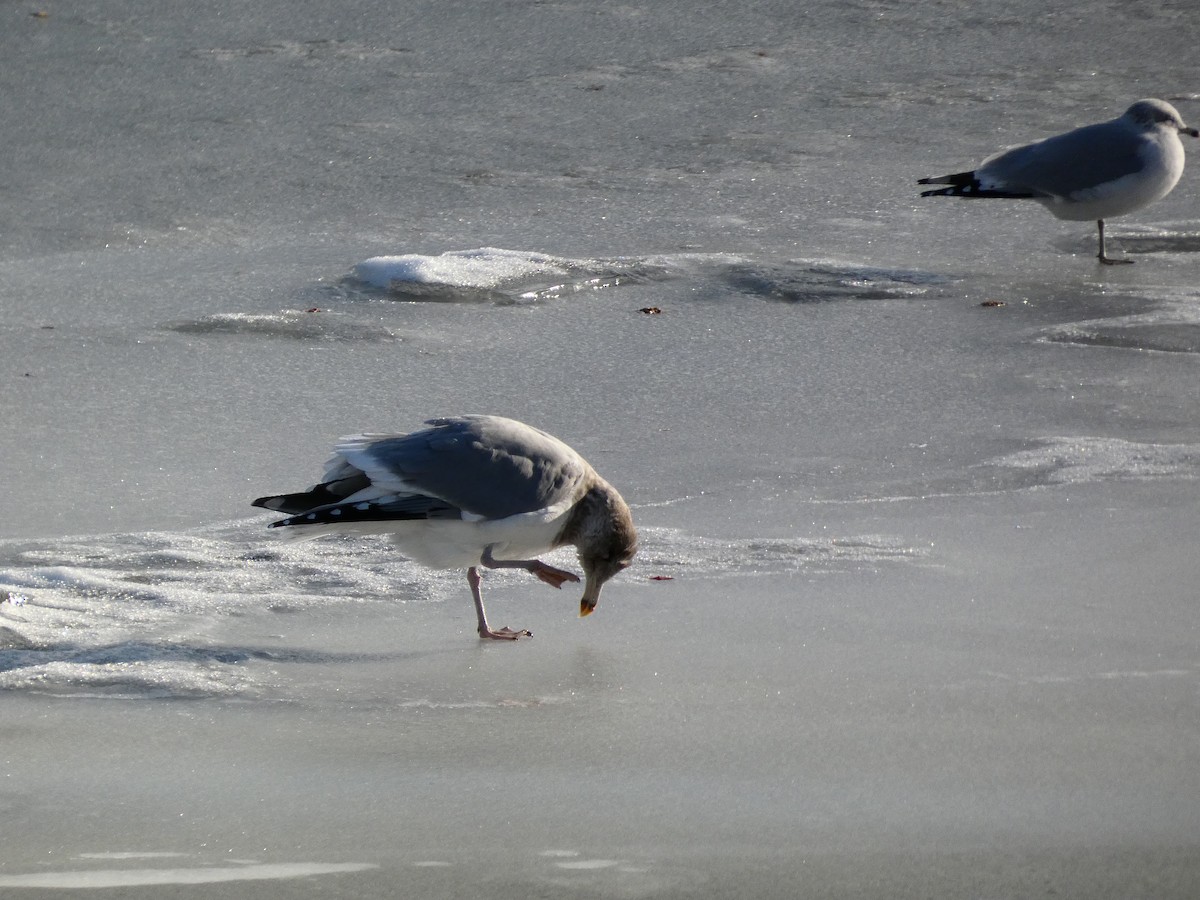 American Herring Gull - ML646758283
