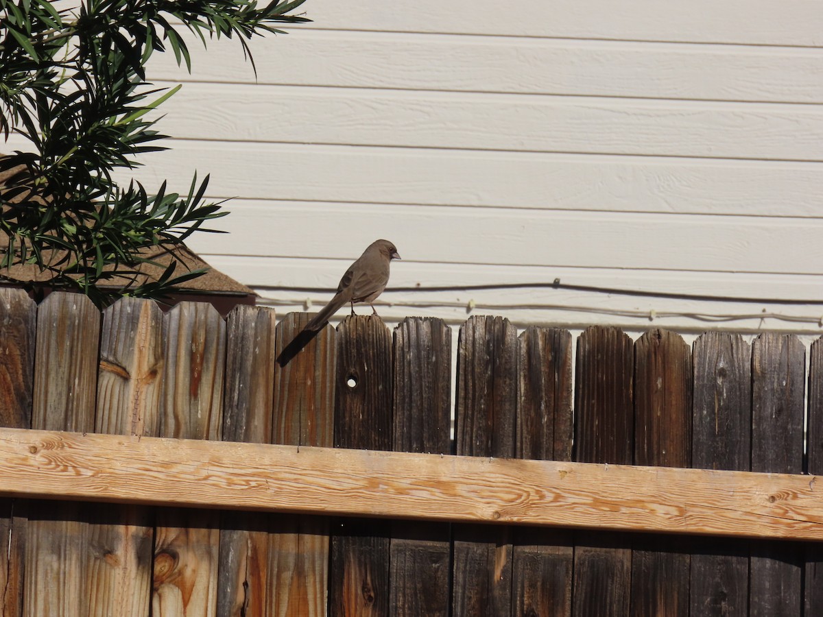 メグロトウヒチョウ - ML646758284