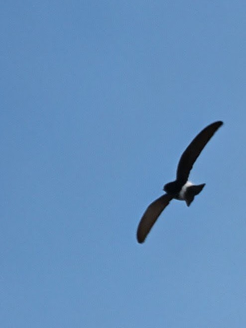 Little Swift - ML646758285