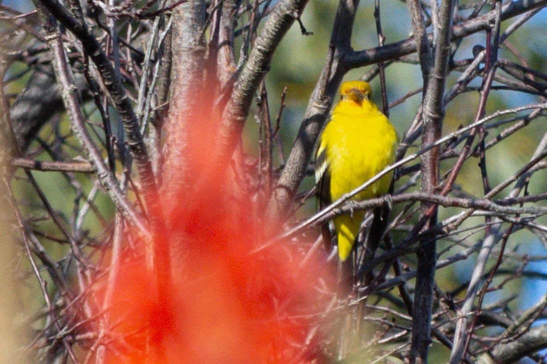 Western Tanager - ML646758288
