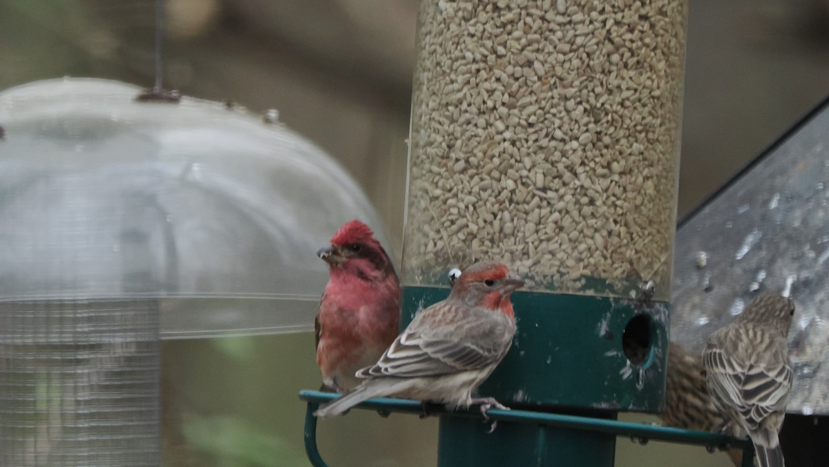 Purple Finch - ML646758289