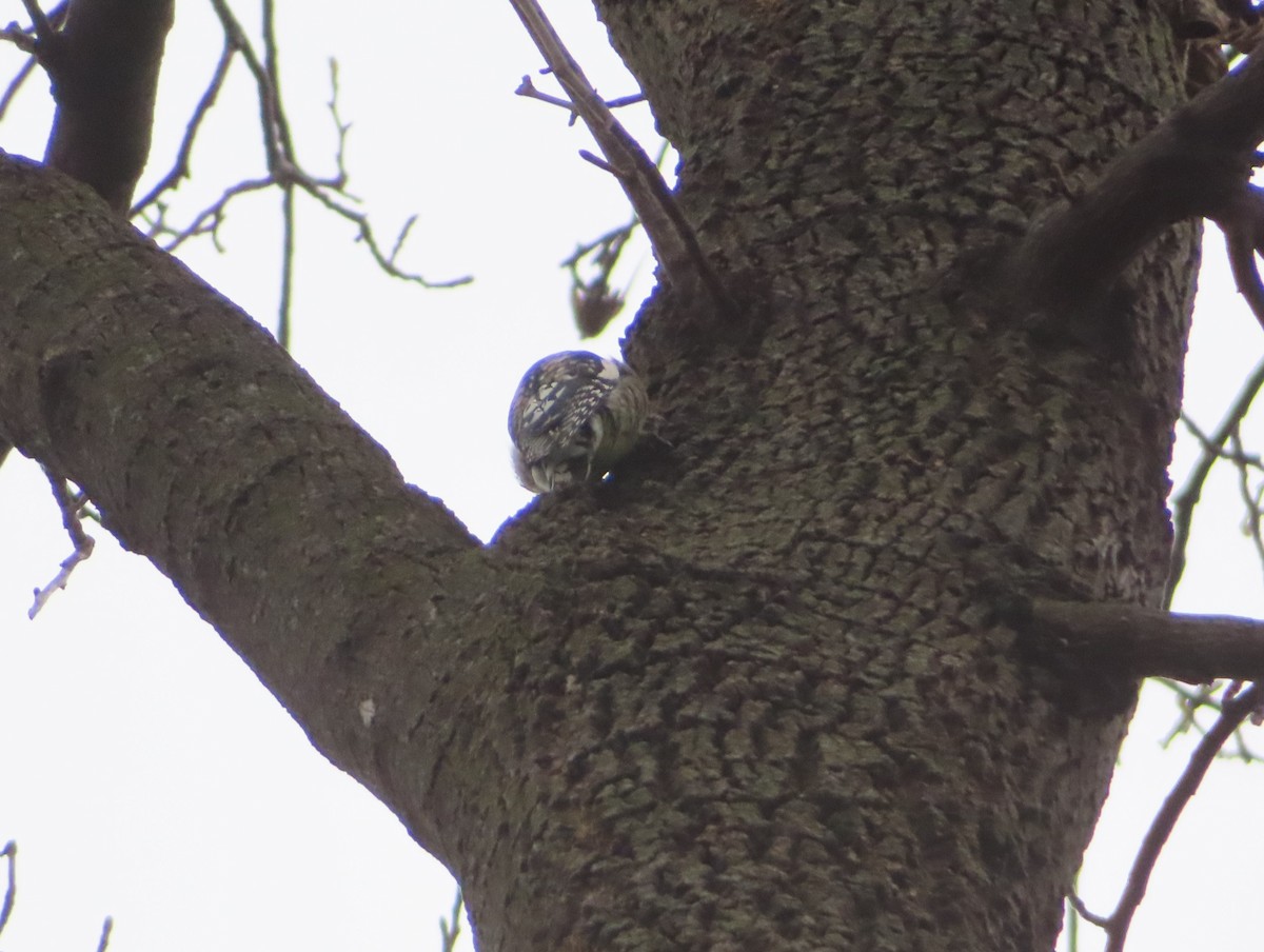 Yellow-bellied Sapsucker - ML646758290