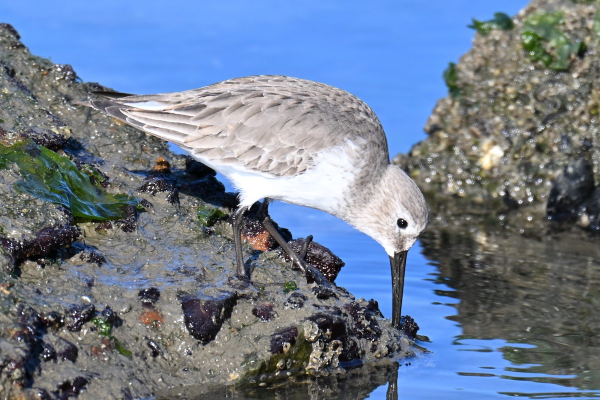 Dunlin - ML646758291