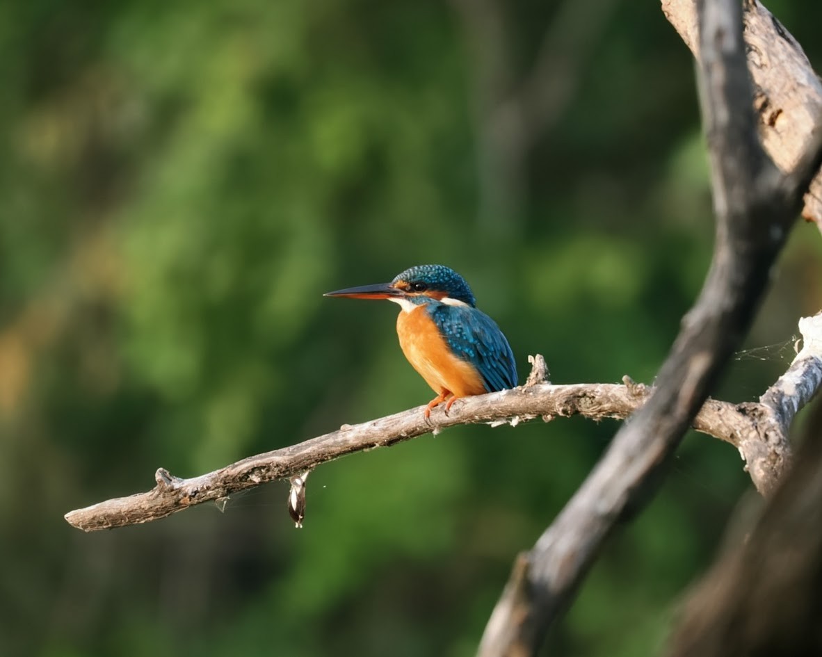 Common Kingfisher - ML646758292