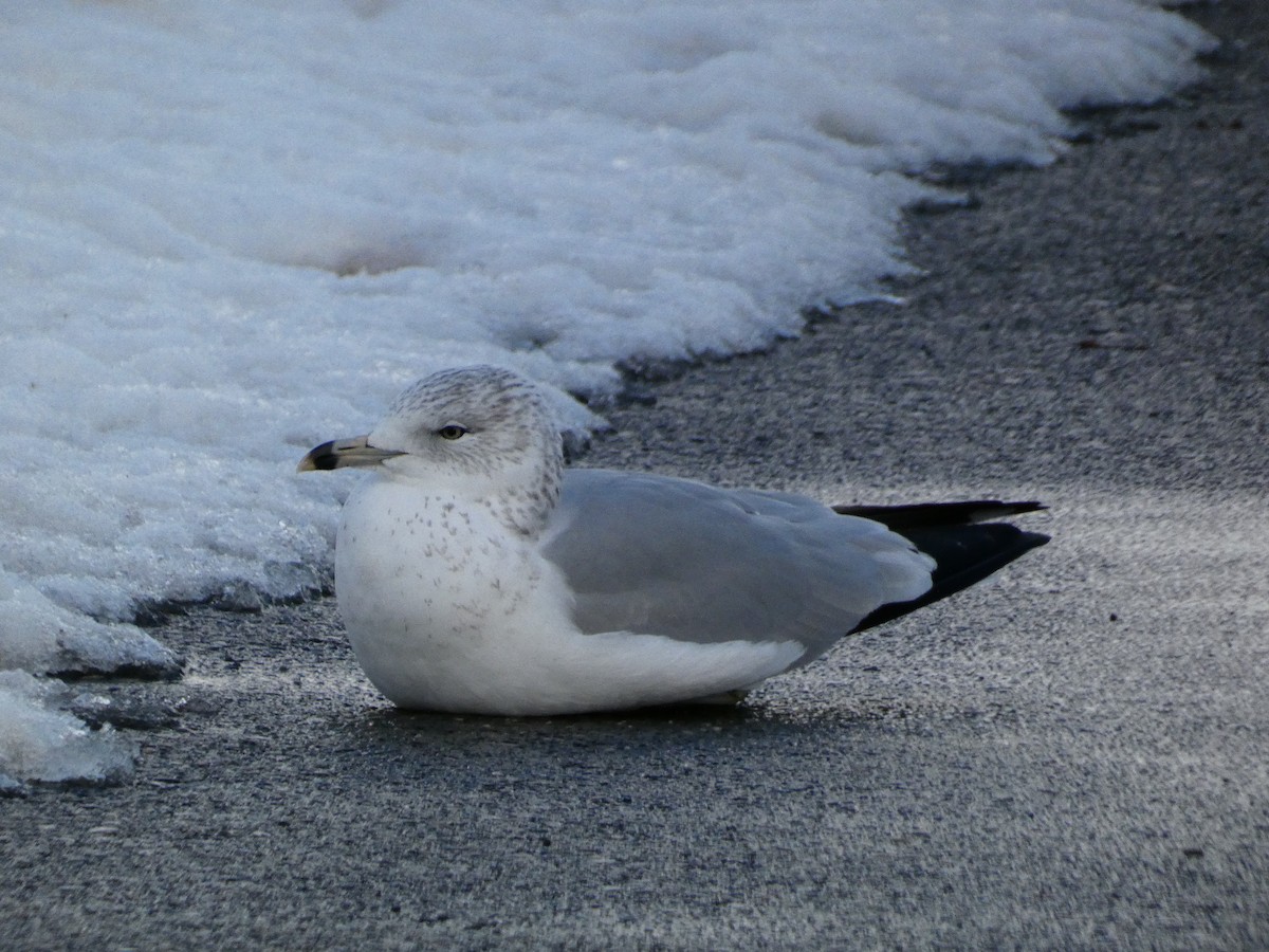 Ring-billed Gull - ML646758293