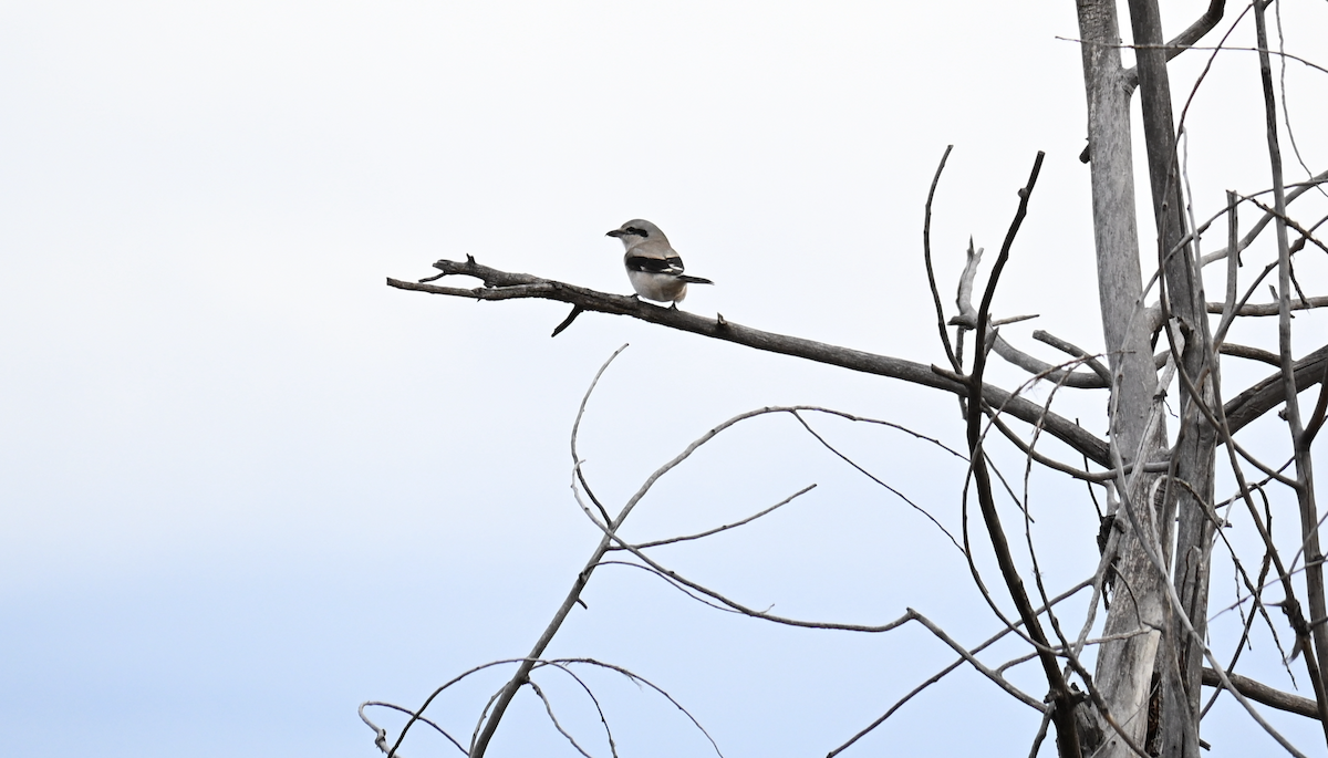 Northern Shrike - ML646758294