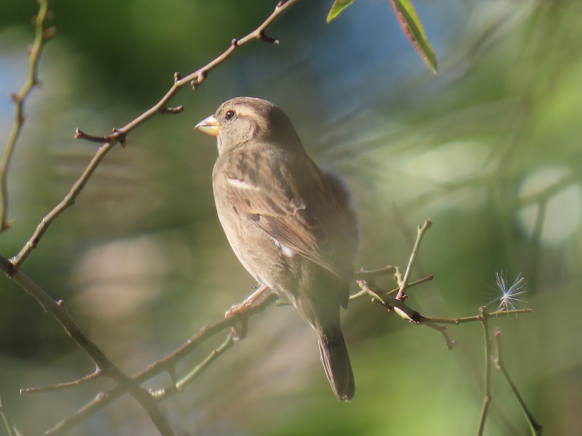 House Sparrow - ML646758295