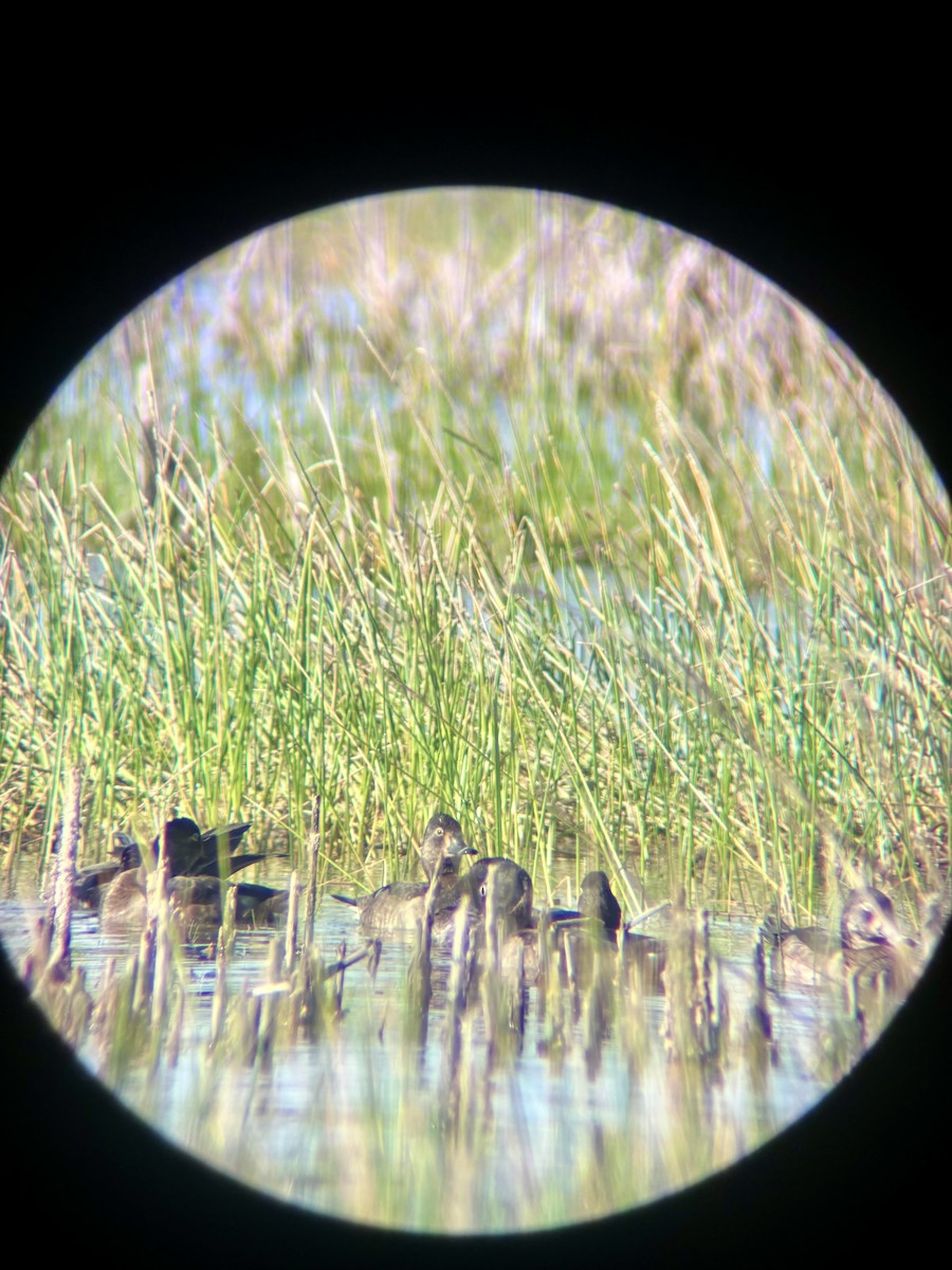 Ring-necked Duck - ML646758296