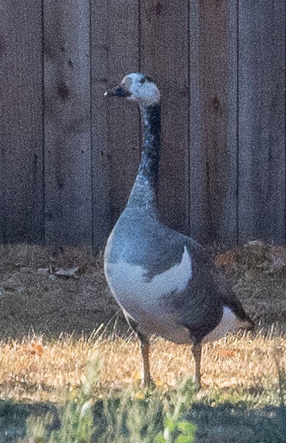 Domestic goose sp. x Canada Goose (hybrid) - ML646758297