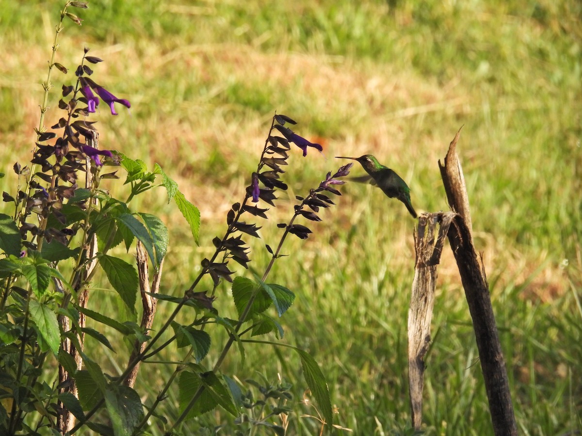Glittering-bellied Emerald - ML646758298