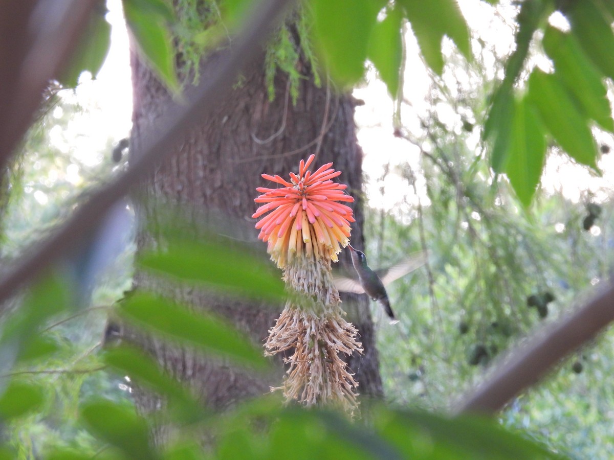 Glittering-bellied Emerald - ML646758299