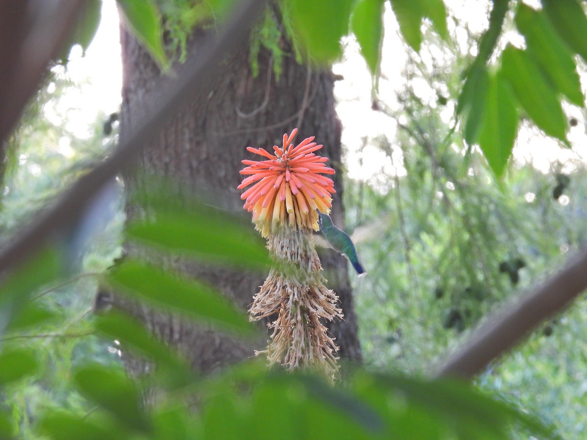 Glittering-bellied Emerald - ML646758300