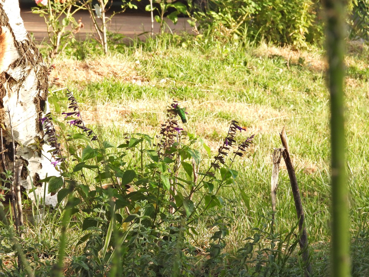 Glittering-bellied Emerald - ML646758301