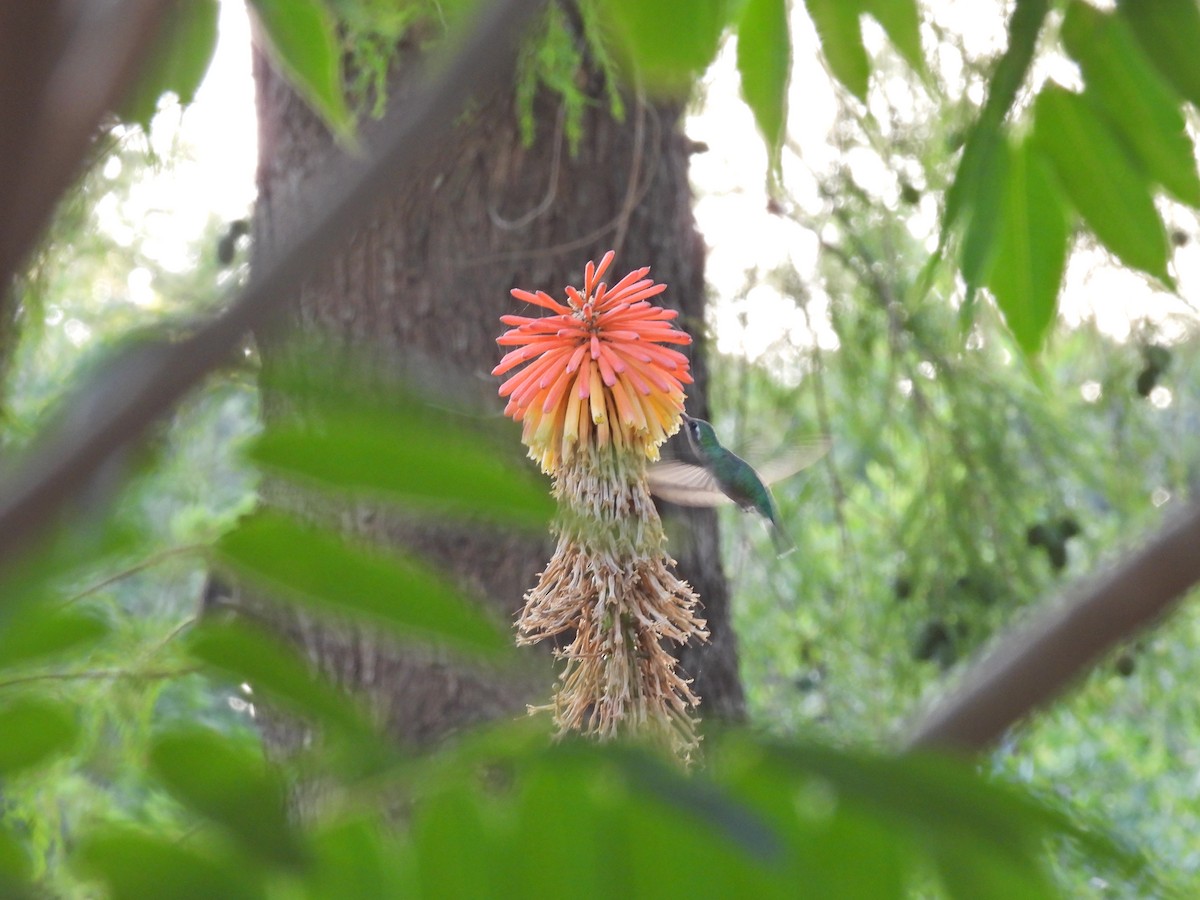 Glittering-bellied Emerald - ML646758302