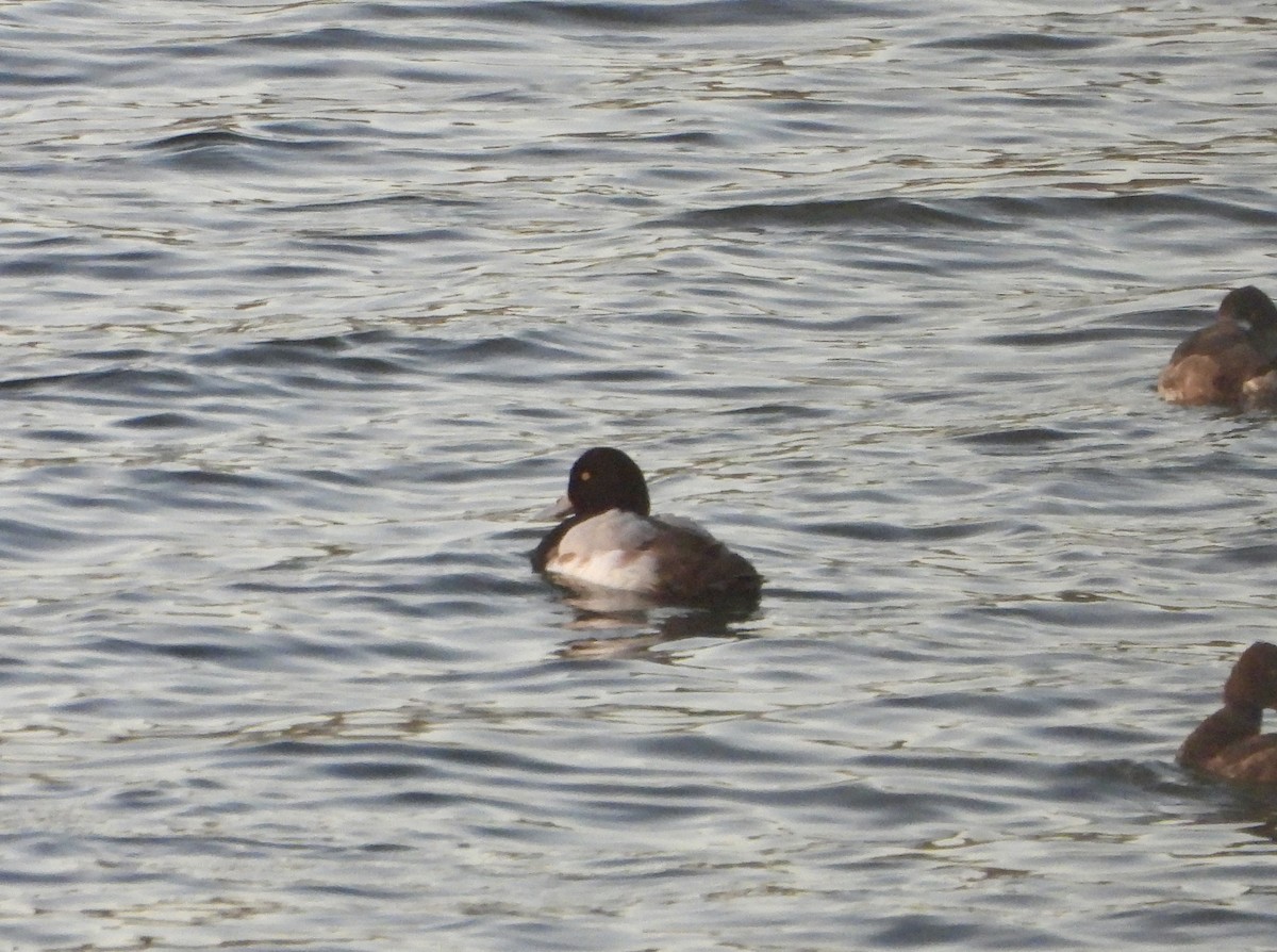 bergand - ML646758303