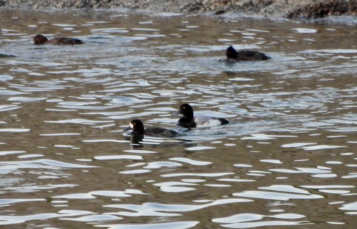 bergand - ML646758304