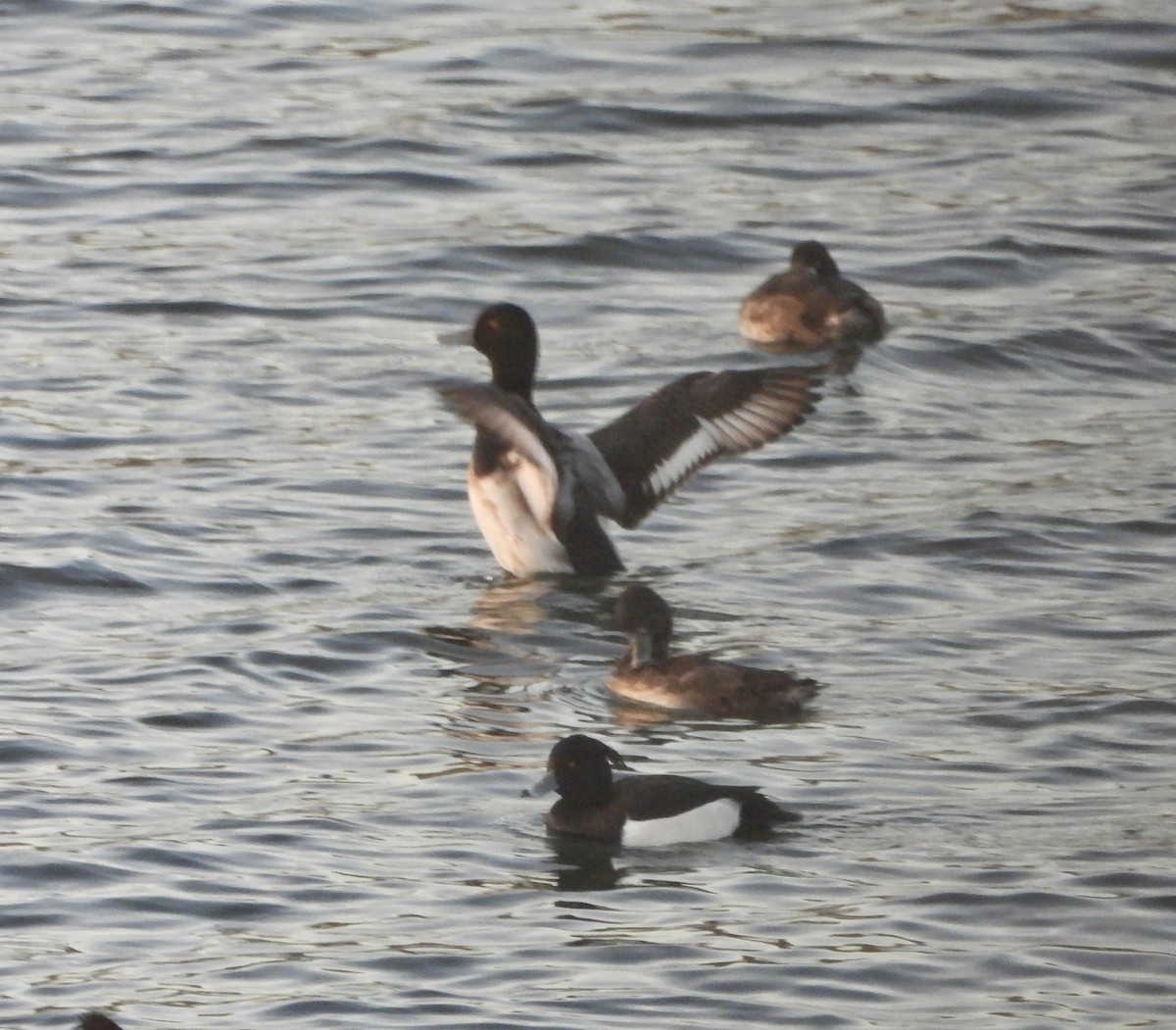 bergand - ML646758305