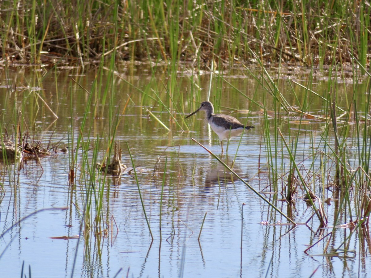 Greater Yellowlegs - ML646758306