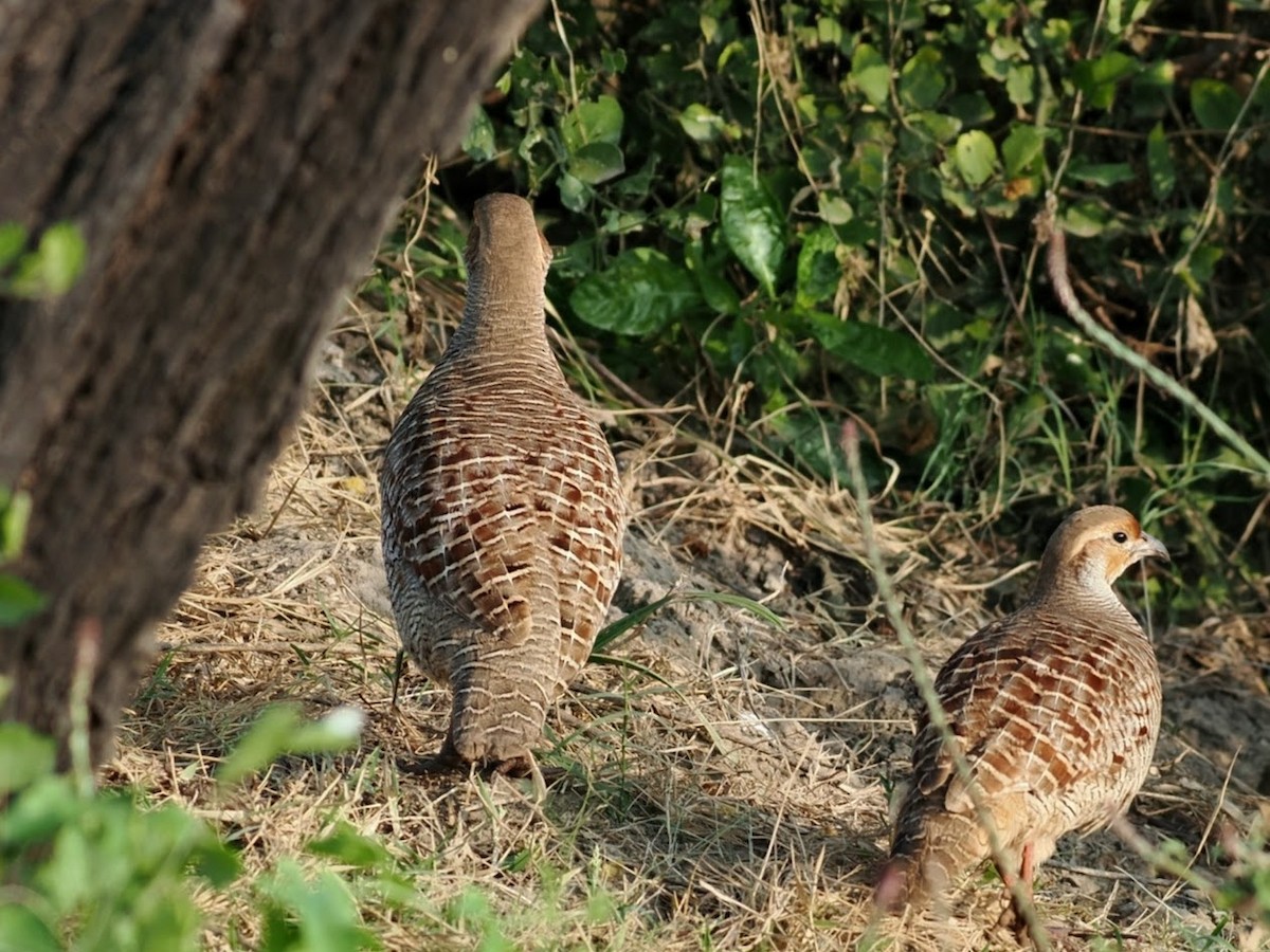 Gray Francolin - ML646758307