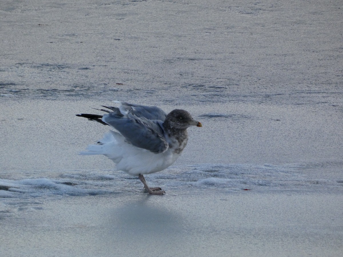 American Herring Gull - ML646758309