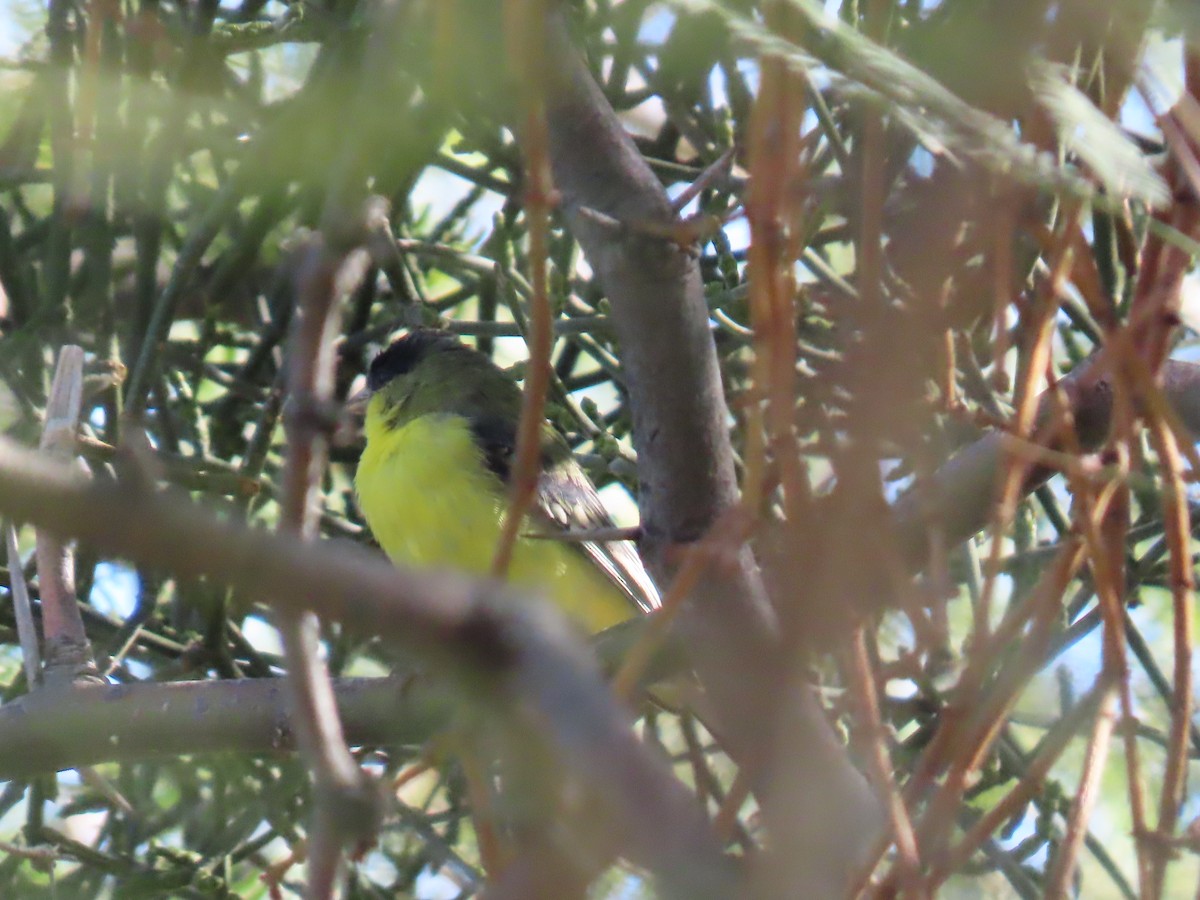 Lesser Goldfinch - ML646758310