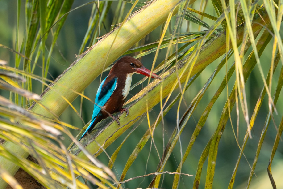 White-throated Kingfisher - ML646758311