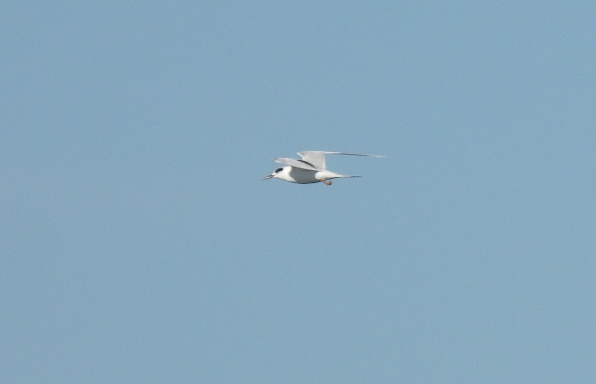 Forster's Tern - ML646758312