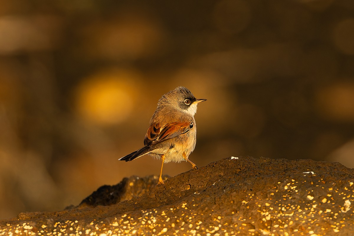 Spectacled Warbler - ML646758313