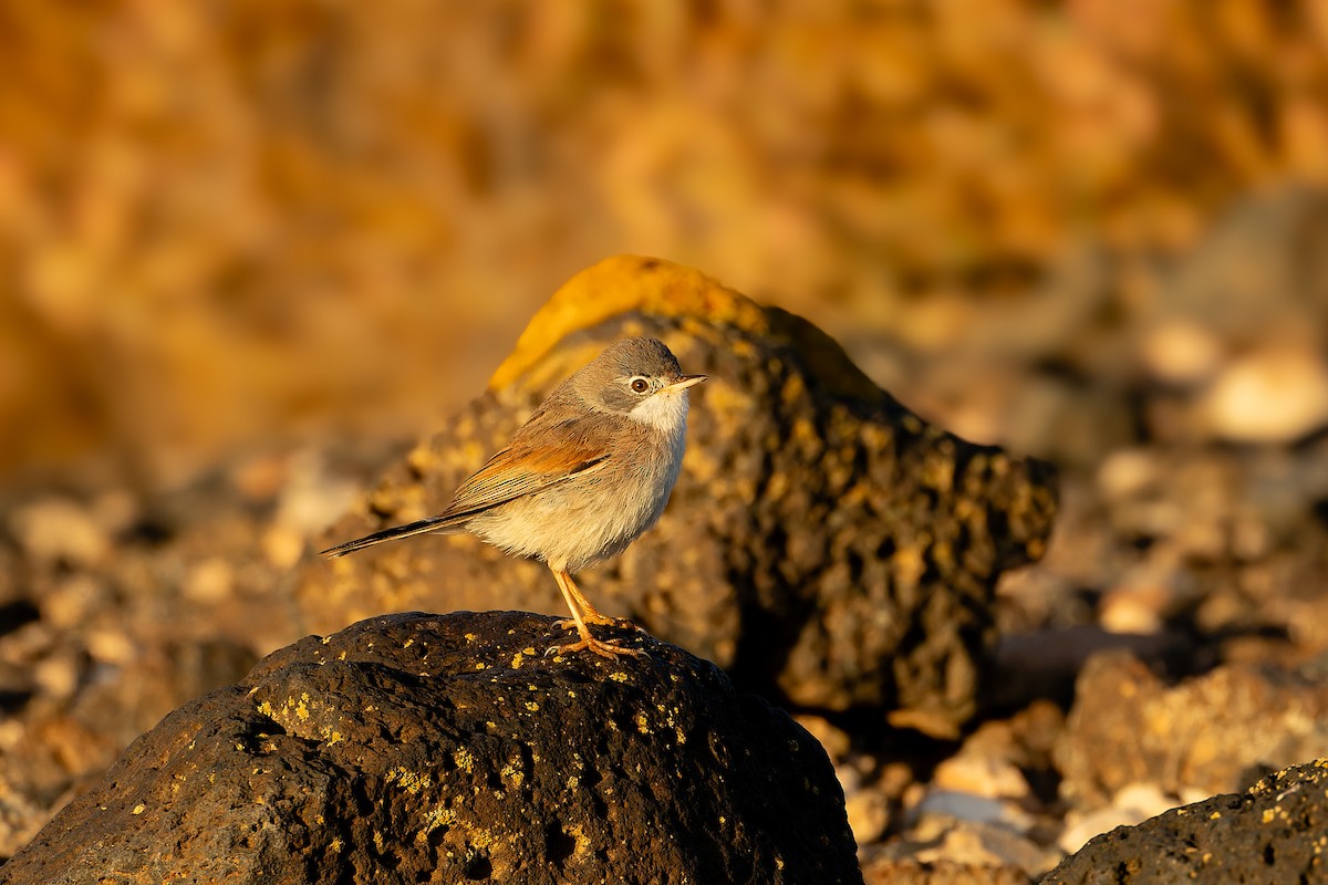Spectacled Warbler - ML646758314