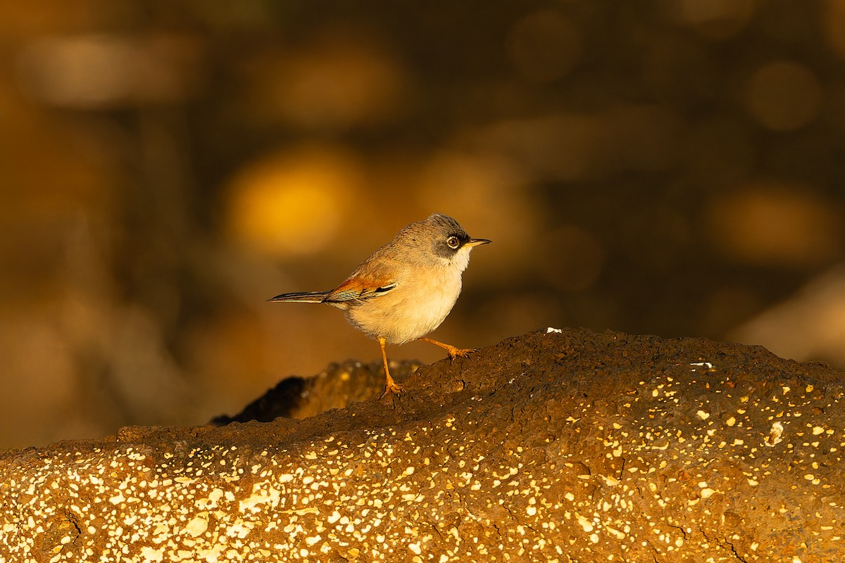 Spectacled Warbler - ML646758315