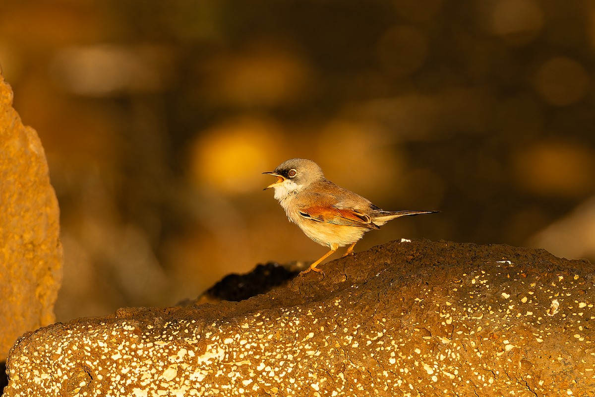 Spectacled Warbler - ML646758316
