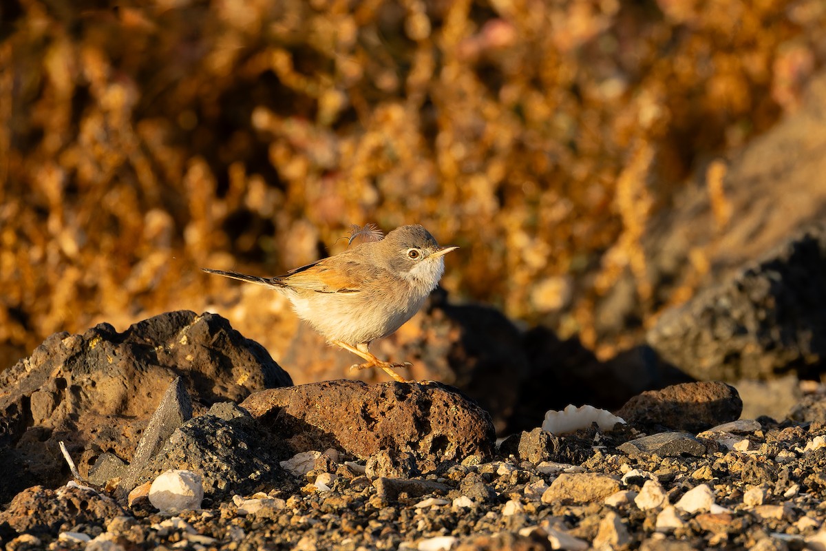 Spectacled Warbler - ML646758317