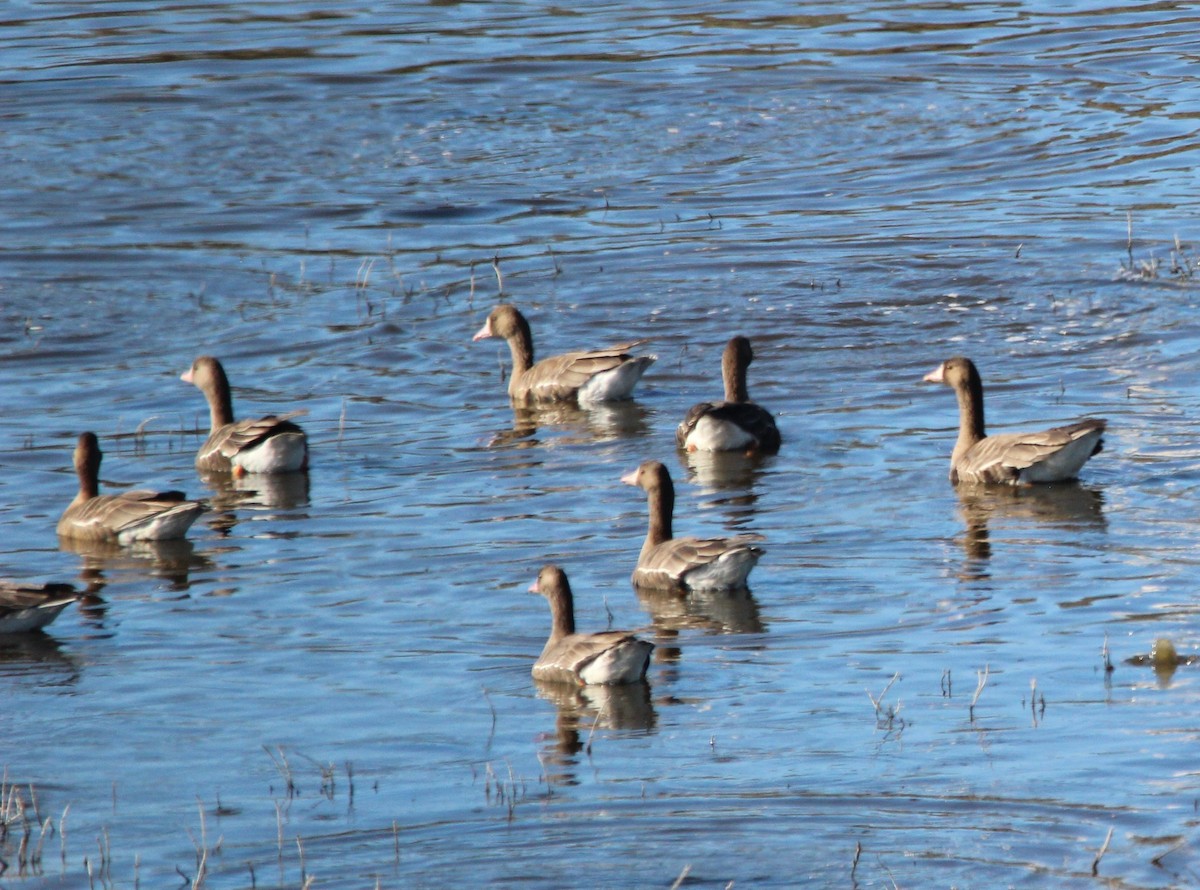 Greater White-fronted Goose - ML646758318